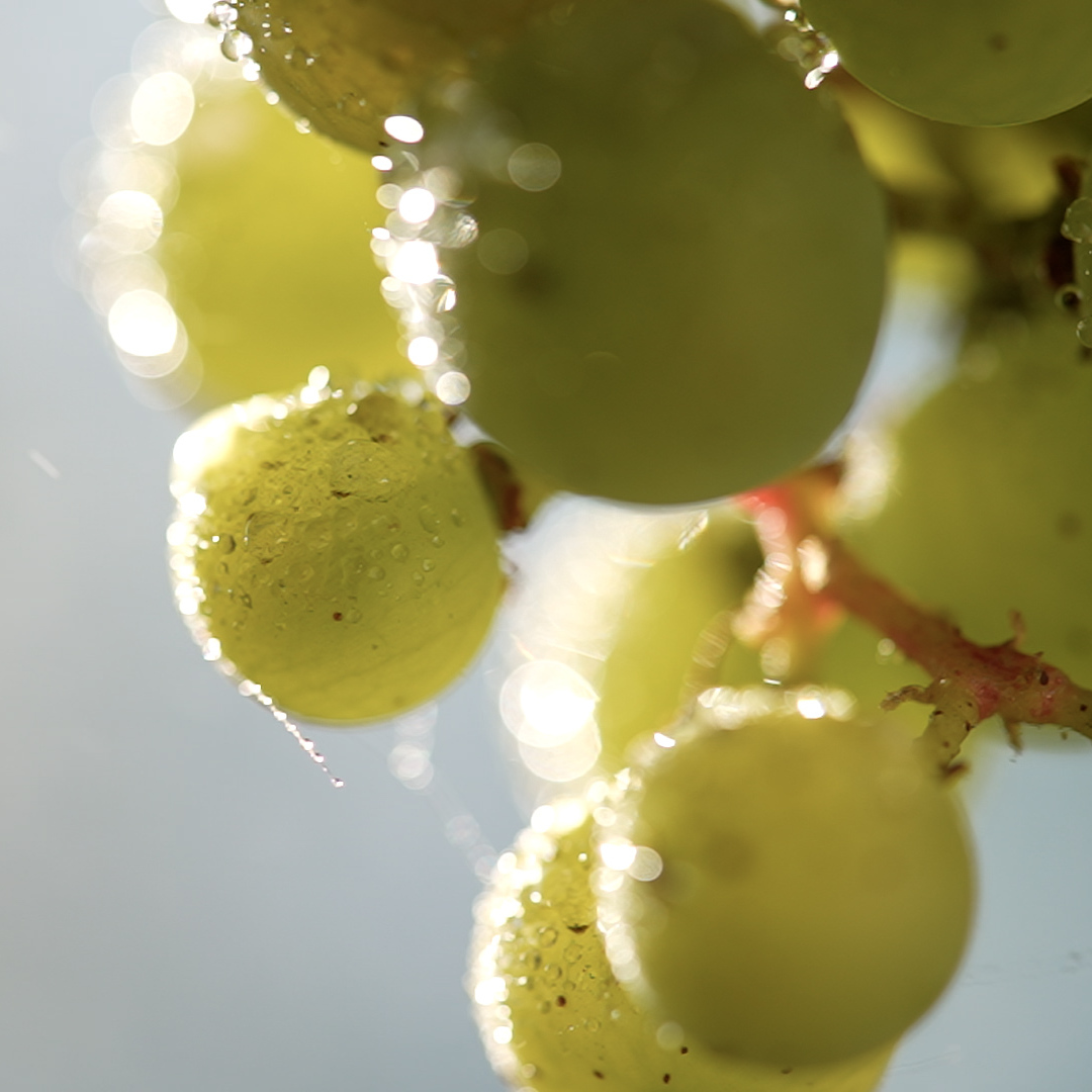 Vignes et agriculture biologique
