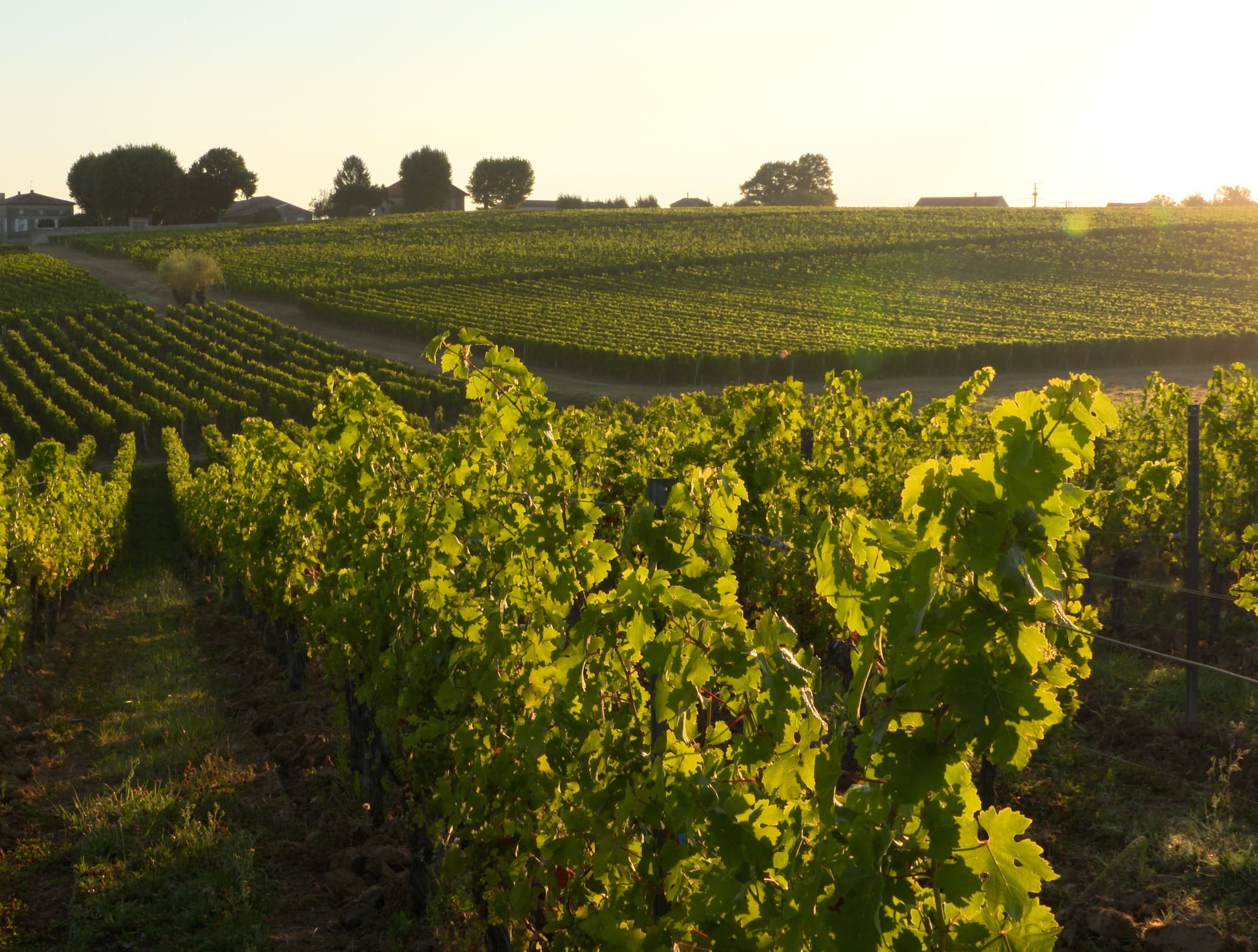 Parcelle de vignoble Séries Limitées